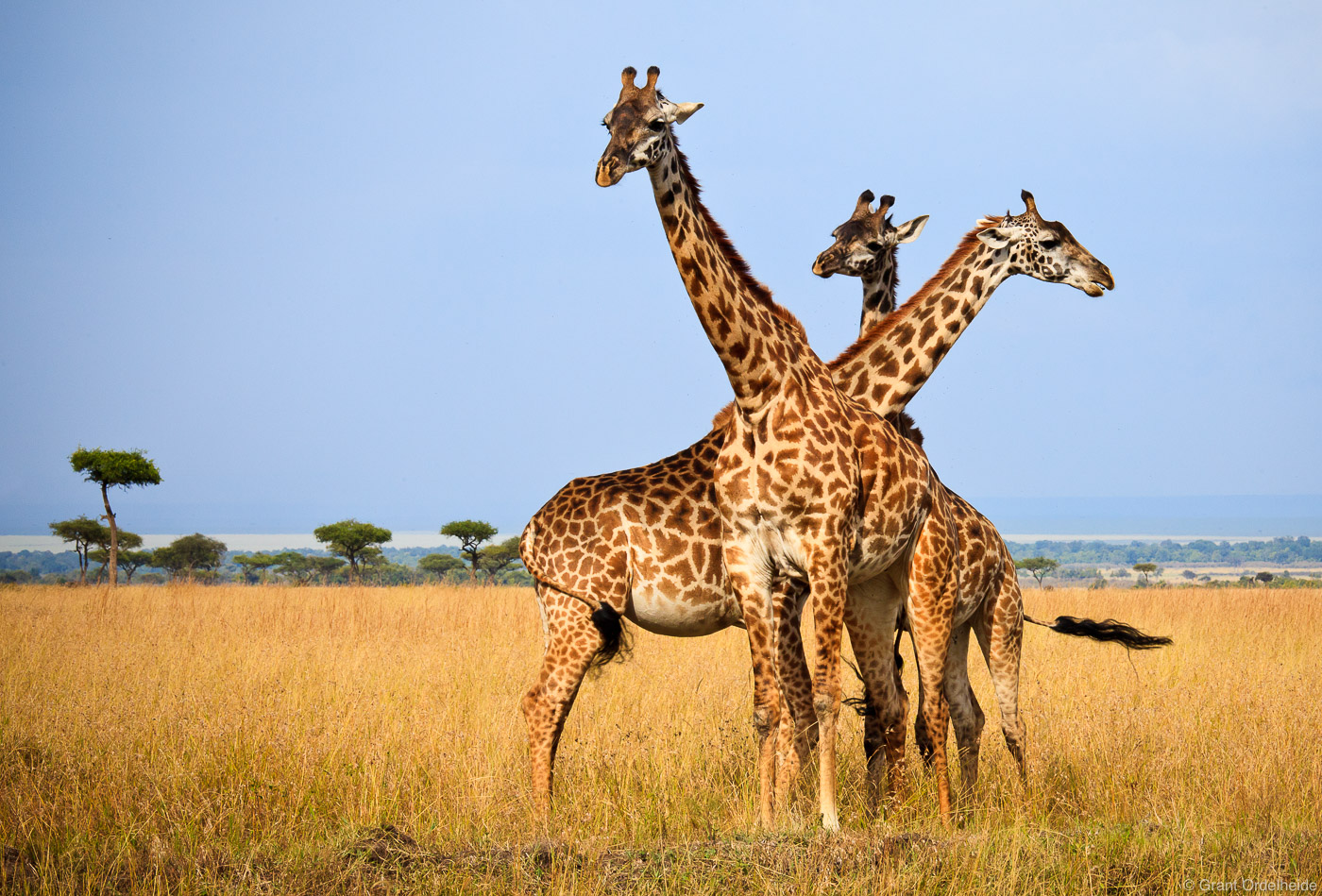 Three&nbsp;giraffes in Kenya's&nbsp;Masai Mara.