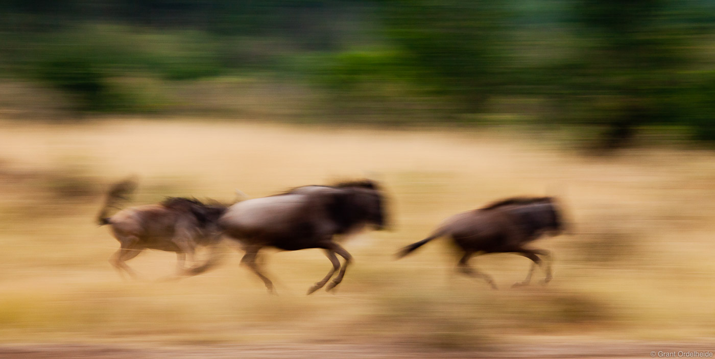 Wildebeests on the run in the Masai Mara National Reserve.