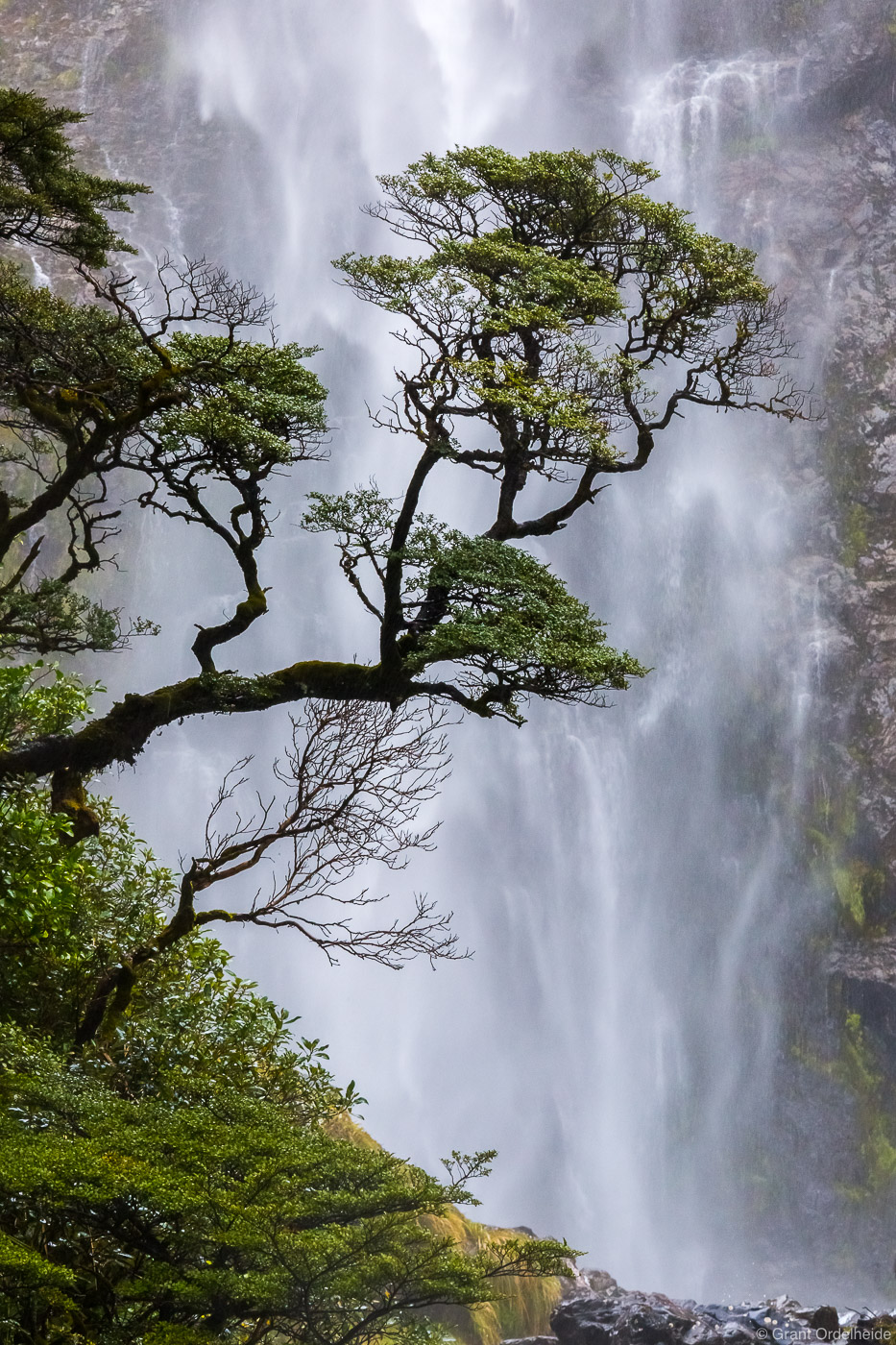A lone tree in front of Devils Punchbowl falls at Arthur's Pass on New Zealand's South Island.