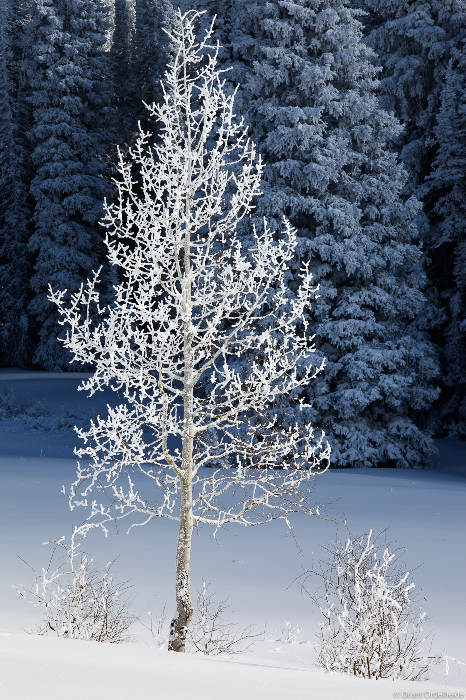 A lone frosted aspen tree on Rabbit Ears Pass near Steamboat Springs.